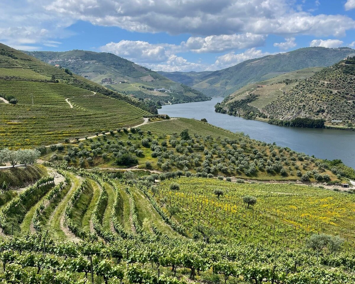 Studienreise SKVM | Landschaftsaufnahme im Douro-Tal bei Porto Weinberge im Douro-Tal bei Porto mit terrassenförmigen Reben, Olivenbäumen und Flusslandschaft unter blauem Himmel mit Wolken