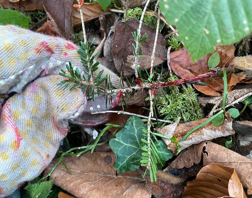 Eine Nahaufnahme zeigt einen kleinen Tannentrieb mit roter Markierung inmitten von Laub, Efeu und Waldboden. Eine gepunktete Gartenhandschuh-Hand hält den Trieb vorsichtig fest.