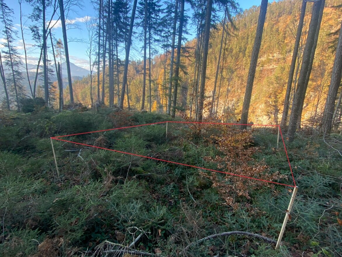 Ein mit Holzstäben und roter Schnur abgegrenztes Versuchsfeld in einem bewaldeten Hangbereich des Stadtwalds Kufstein. Im Hintergrund sind herbstlich gefärbte Bäume und ein Gebirgszug sichtbar.