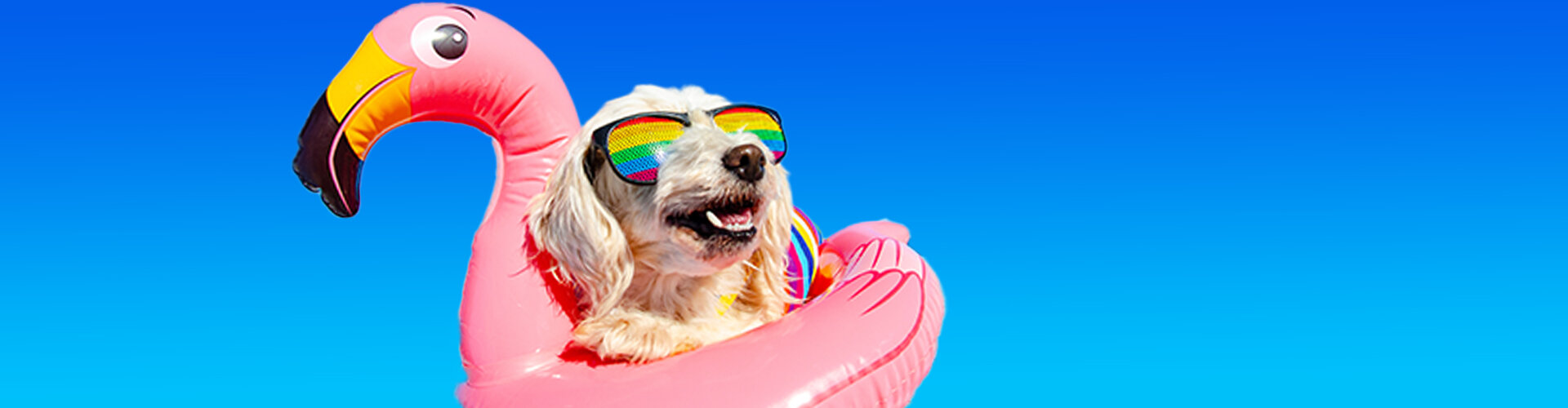 Bild: Hund mit Flamingo-Schwimmreifen und Sonnenbrille.
